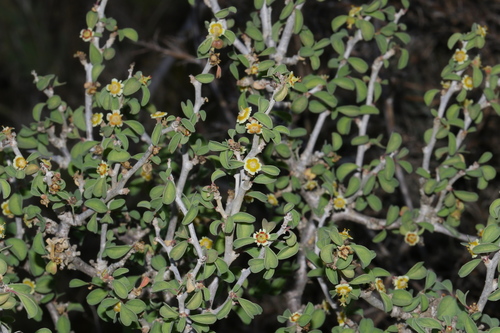 cliff spurge