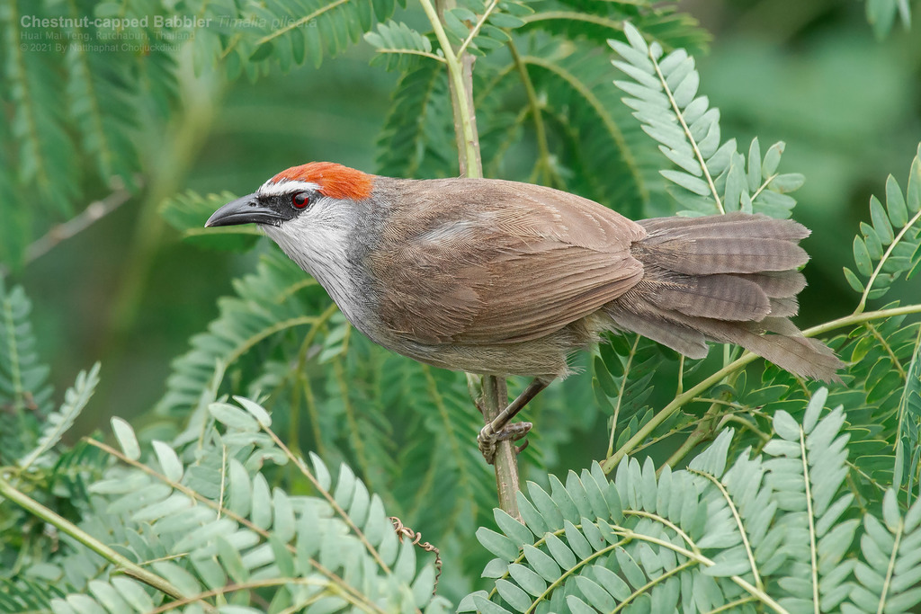 Chestnut-capped Babbler photo