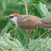 Chestnut-capped Babbler - Photo (c) Natthaphat Chotjuckdikul, all rights reserved, uploaded by Natthaphat Chotjuckdikul
