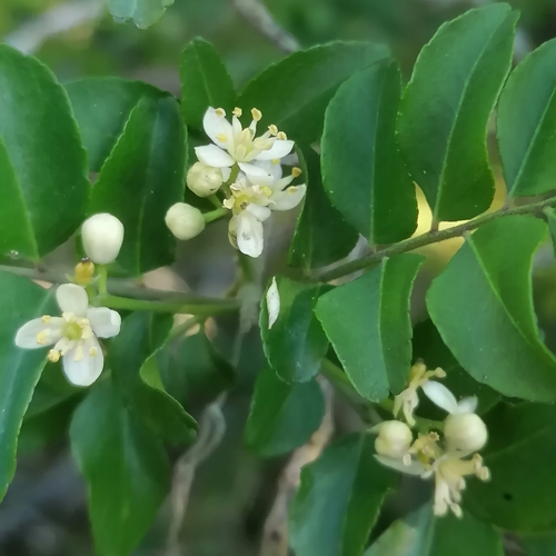 Clausena (Variety Clausena anisata anisata) · iNaturalist