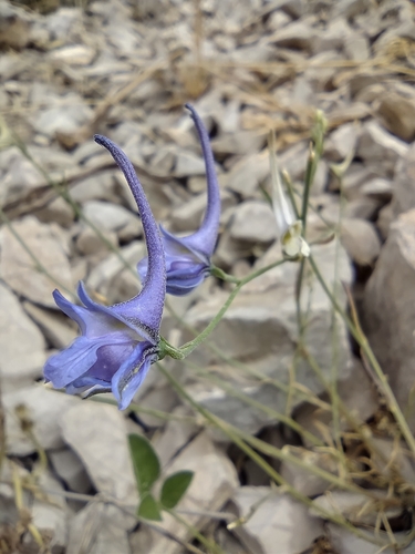 Delphinium consolida L.