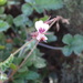 Pelargonium candicans - Photo (c) Marius Müller, todos los derechos reservados, uploaded by Marius Müller