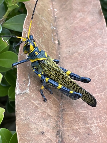 Chromacris colorata