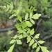 Bursera laxiflora - Photo (c) danyarq, all rights reserved, uploaded by danyarq