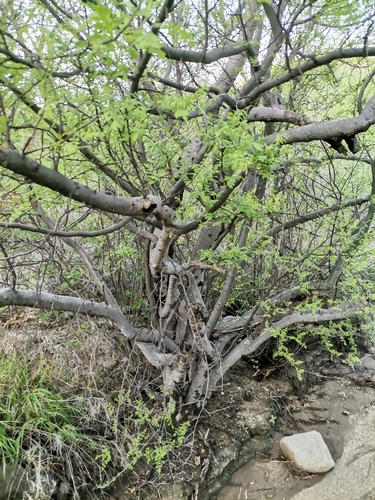 Bursera laxiflora