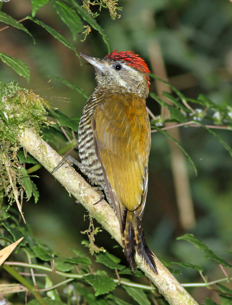 Bar-bellied Woodpecker photo