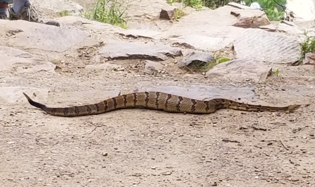 Timber Rattlesnake in July 2021 by Anna Stertz · iNaturalist