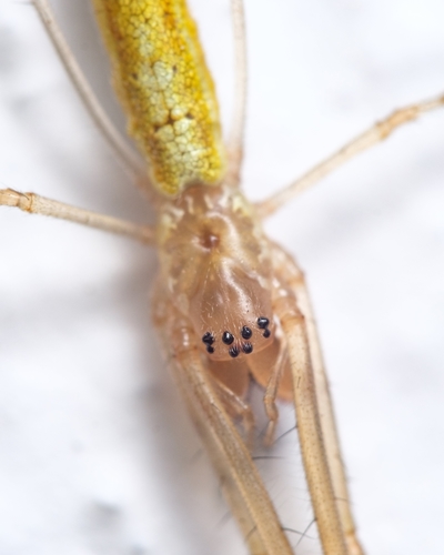 Tetragnatha intermedia