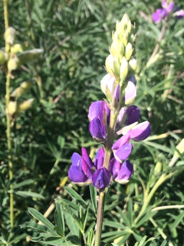 Lupinus bogotensis image