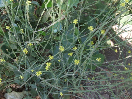 photo of (Brassiceae)