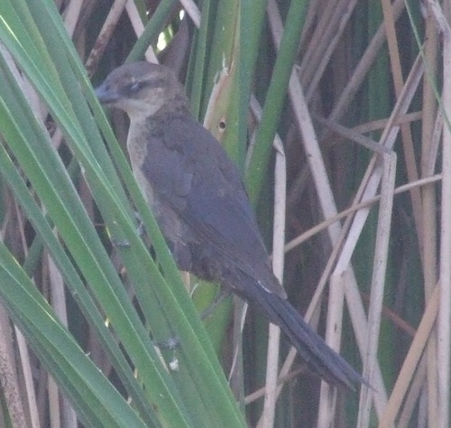 photo of Great-tailed Grackle (Quiscalus mexicanus)