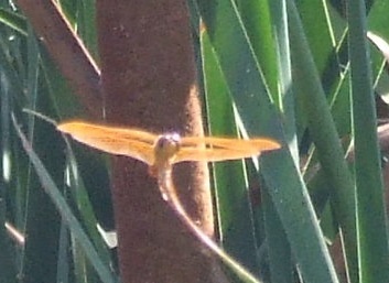 photo of Amberwings (Perithemis)
