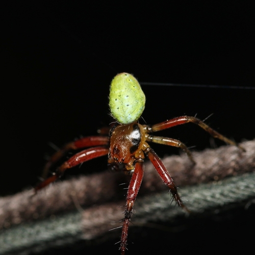 Araniella proxima