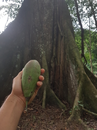 Ceiba pentandra image