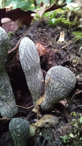 Xylaria grammica
