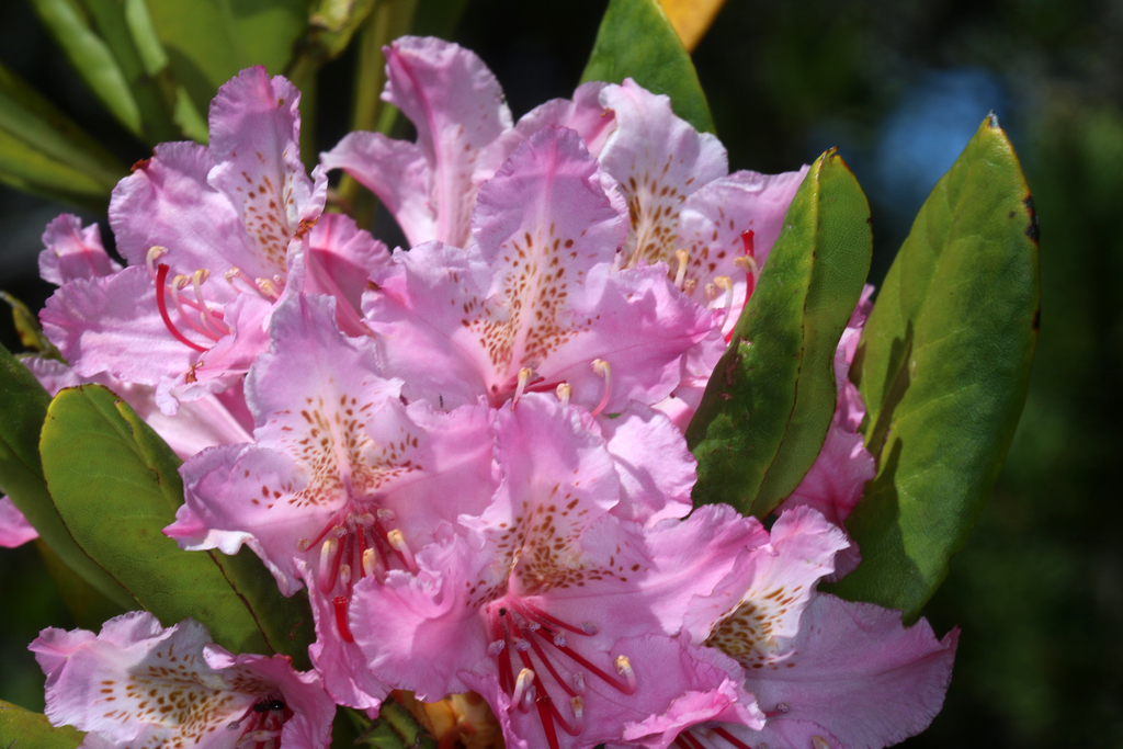 Pacific rhododendron from Mendocino County, CA, USA on May 20, 2021 at ...