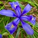 Irises - Photo (c) Nona, todos los derechos reservados