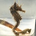 Observation photo