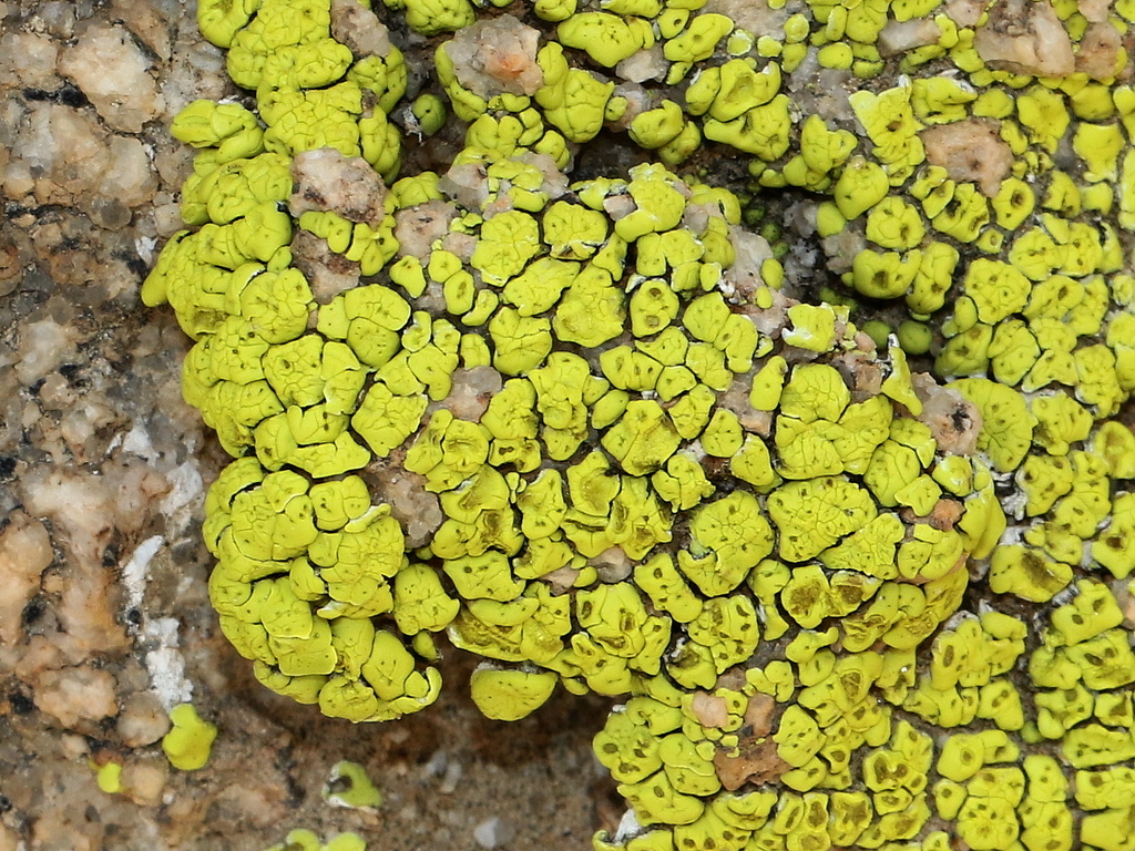 Ish stoli uchun Garri Potter porno Jinsiy psixologiya: Viktoriya yalangoch