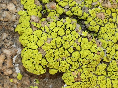 Yellow Cobblestone Lichen