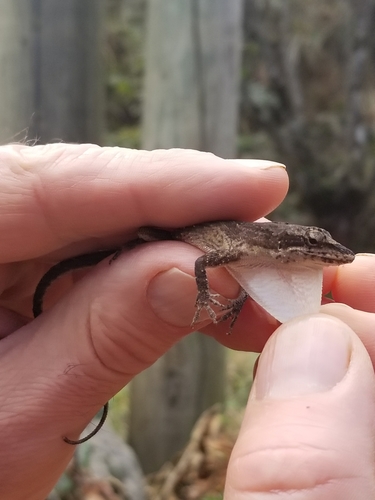 White Anole