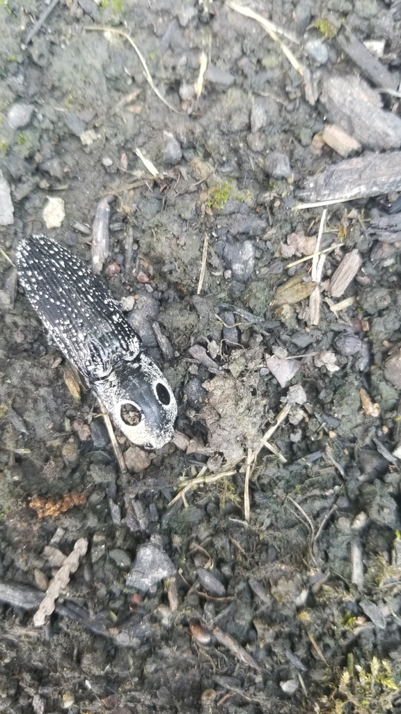 Eastern Eyed Click Beetle From Conover Oh Usa On June At Pm By Joy Vocke