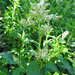 Alpine Knotweed - Photo (c) Tig, all rights reserved