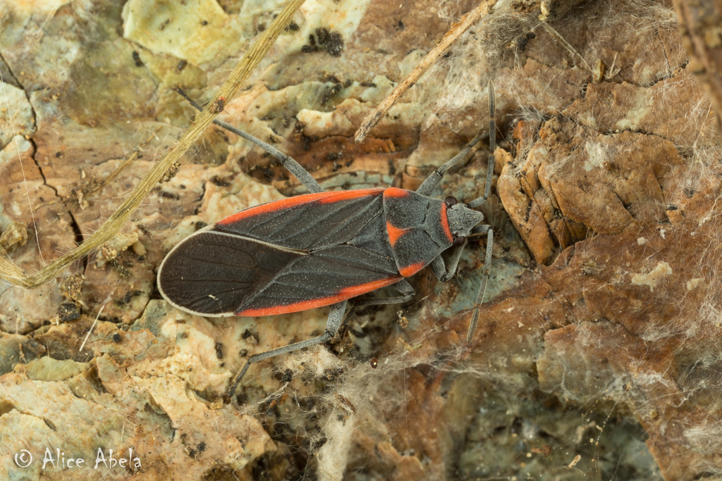 Chunk Bug Insect Charcoal Seed Bug from California, United States on March 18, 2018 at ...