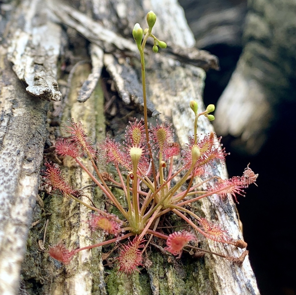 spoonleaf sundew from Trout Pond, Lyme, NH, US on July 11, 2021 at 04: ...