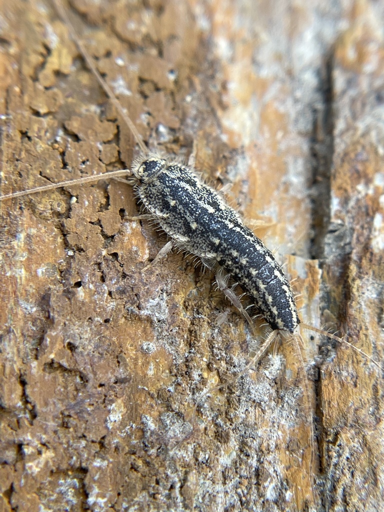 Fourlined Silverfish from Argonne Way, Forestville, CA, US on July 11