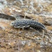 Four-lined Silverfish - Photo (c) Heide Keeble, all rights reserved, uploaded by Heide Keeble