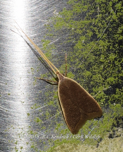 Homaloxestis multidentalis Park, 2004