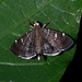 Lamprosema lunulalis - Photo (c) Rainer Deo, all rights reserved, uploaded by Rainer Deo