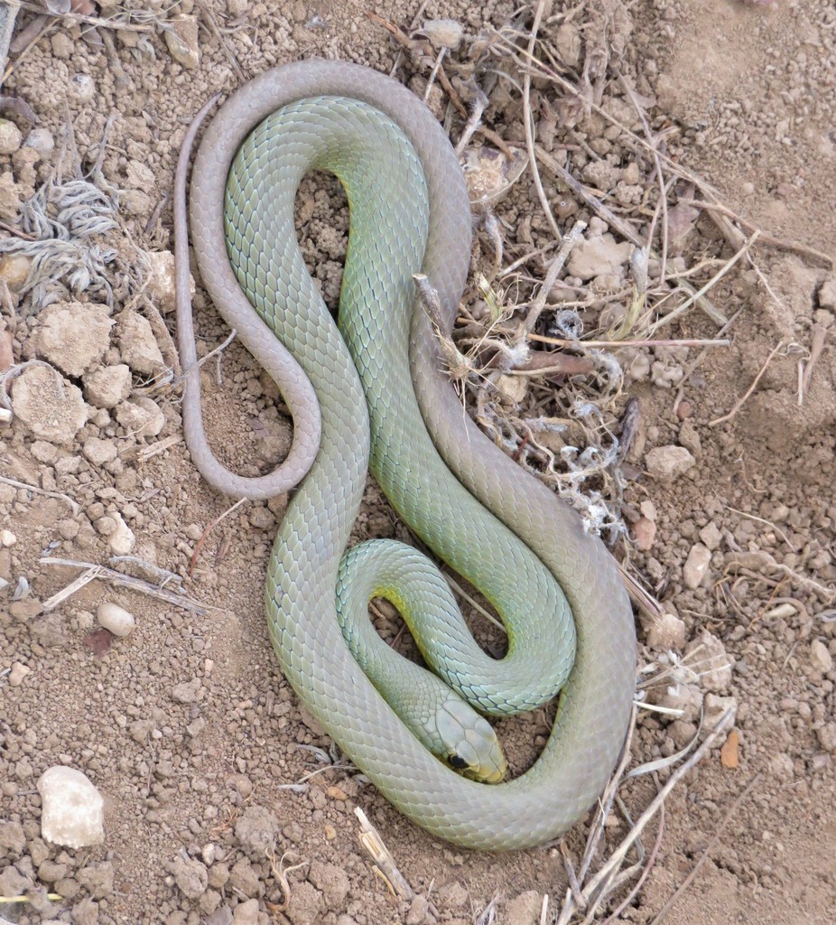 Eastern Yellow-bellied Racer in May 2021 by Brian Hinds · iNaturalist