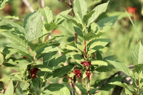 Bearberry Honeysuckle fruiting