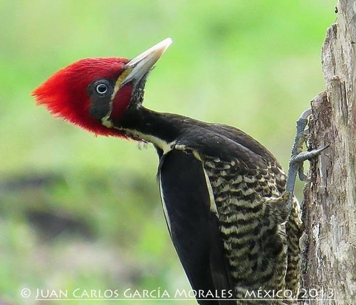 Lineated Woodpecker