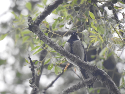 Cinereous Tit (Parus cinereus) · iNaturalist