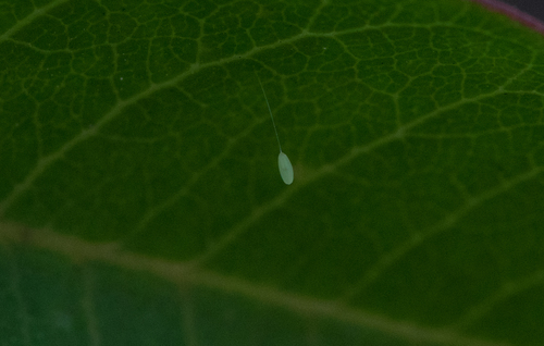 photo of Typical Green Lacewings (Chrysopinae)