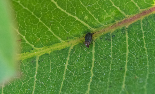photo of Beetles (Coleoptera)