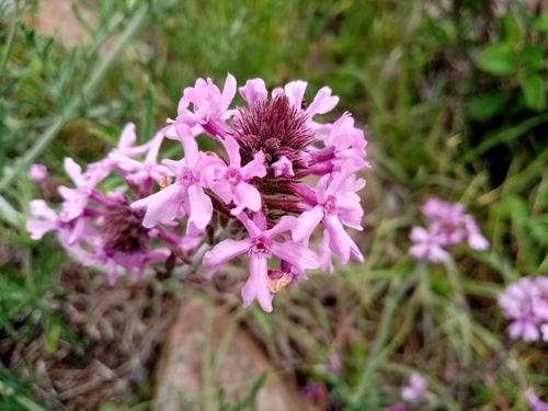 Glandularia amoena
