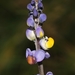 Monnina linearifolia - Photo (c) Edgardo Flores, todos los derechos reservados, subido por Edgardo Flores