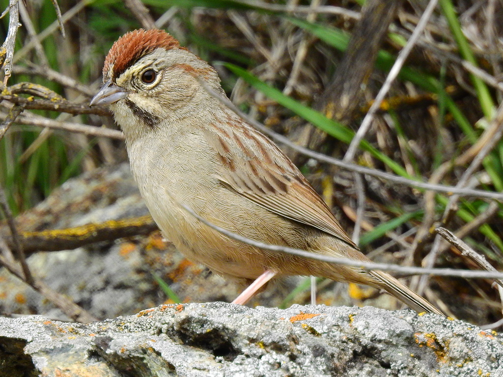 Rufous-crowned Sparrow (Aimophila ruficeps) photo