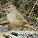 Rufous-crowned Sparrow - Photo (c) Joshua Bobcat Stacy, all rights reserved, uploaded by Joshua Bobcat Stacy