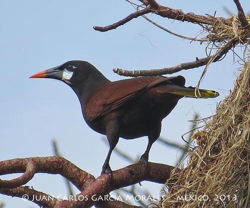Montezuma Oropendola