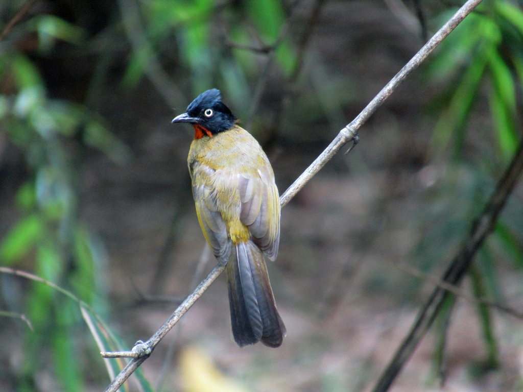 Ruby-throated Bulbul in December 2015 by m choi azis · iNaturalist