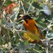 Bullock's × Baltimore Oriole - Photo (c) Juan Carlos Garcia Morales, all rights reserved, uploaded by Juan Carlos Garcia Morales