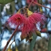 Red Ironbark - Photo (c) Julie Taylor, all rights reserved, uploaded by Julie Taylor
