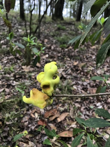 Sweetleaf Gall
