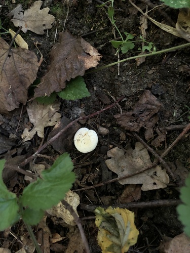 Наблюдение на iNaturalist