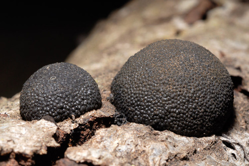Cramp Balls